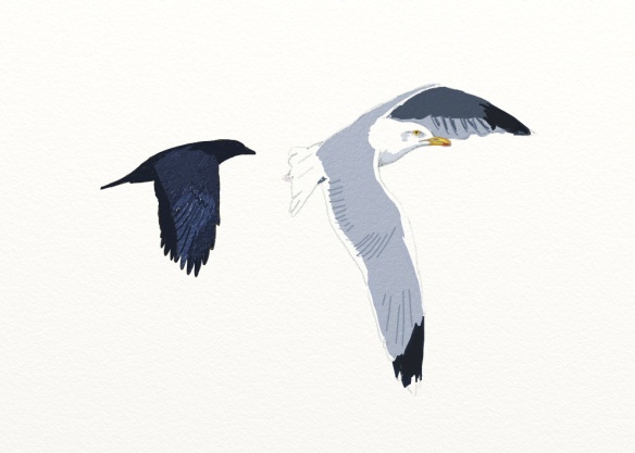 Crow mobbing herring gull