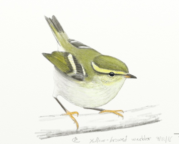 yellow-browed-warbler2